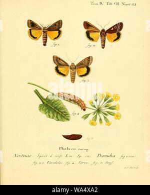 Schmetterlinge in Abbildungen Nach der Natur sterben Stockfoto