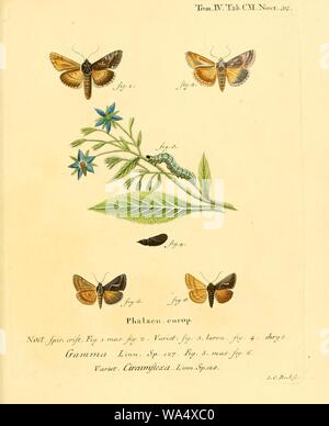 Schmetterlinge in Abbildungen Nach der Natur sterben Stockfoto