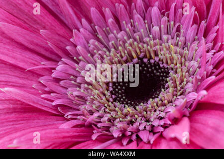 Gerbera Blumen Kopf Nahaufnahme Detail Stockfoto