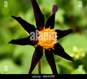 Nahaufnahme einer einzelnen Blüte von Dahlia Verrone von Obsidian. Stockfoto