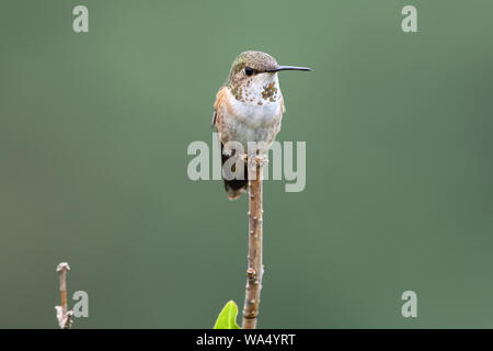 Ein kleiner Allens Kolibri-Weibchen steht zierlich auf einem Stamm Stockfoto