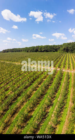 Luftaufnahme von Apple Orchard mit schönen blauen Himmel im Hintergrund, vertikale Landschaft. Themen der agro-industriellen Wirtschaft und Gartenbau Stockfoto