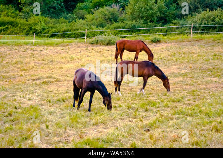 Drei Pferde grasen auf einer Wiese Stockfoto