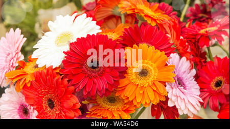 Farbenfrohe Gerbera daisy flowers Nahaufnahme Stockfoto