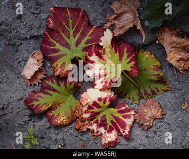 Die vergilbten gefallen Weinblättern werden auf den Boden gelegt. Stockfoto