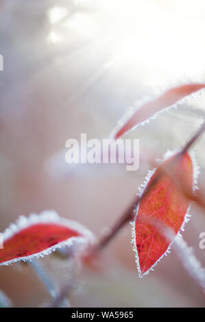 Heidelbeere Blätter in Herbstfarben und mit Frost bedeckt Stockfoto