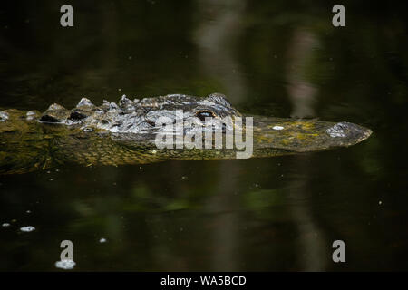 Swamp, Florida Everglades National Park. USA Stockfoto