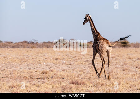 Nahaufnahme von einem Galoppierenden Giraffe auf den Ebenen der Etosha Nationalpark im Norden Namibias. Stockfoto