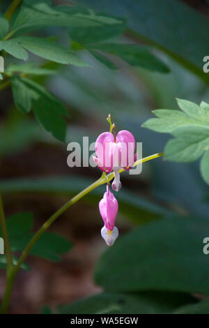 Nahaufnahme von Campanula pyramidalis californica, einem glänzend Pink heart-shaped Blume namens auch blutende Herz, Dutchman's Kniebundhose oder Leier Blume Stockfoto