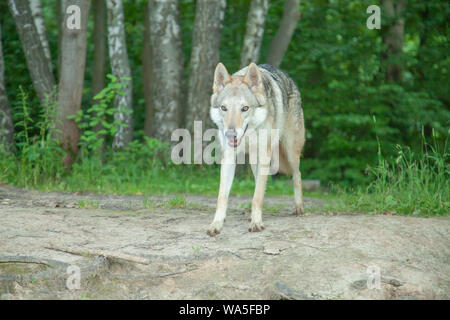 Russische Wolfshund Wandern und Spielen in der Natur im Wald Stockfoto