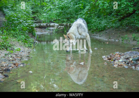 Russische Wolfshund Wandern und Spielen in der Natur im Wald Stockfoto
