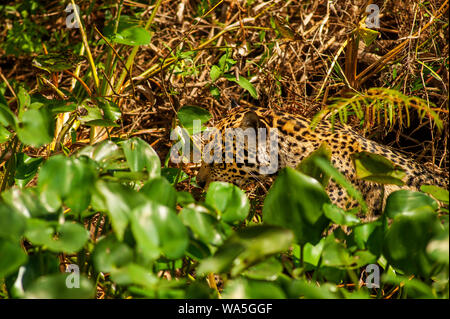 Jaguar ist die größte Katze in Südamerika, hier die große Katze ist zu Fuß am Ufer des Cuiabá Fluss, Pantanal von Mato Grosso, Brasilien Stockfoto