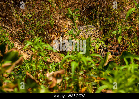 Jaguar ist die größte Katze in Südamerika, hier die große Katze ist zu Fuß am Ufer des Cuiabá Fluss, Pantanal von Mato Grosso, Brasilien Stockfoto