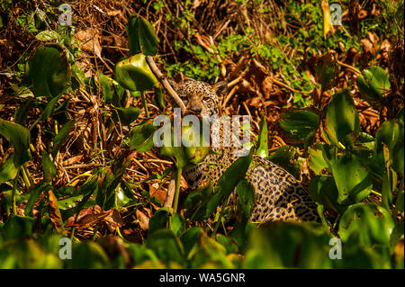 Jaguar ist die größte Katze in Südamerika, hier die große Katze ist zu Fuß am Ufer des Cuiabá Fluss, Pantanal von Mato Grosso, Brasilien Stockfoto