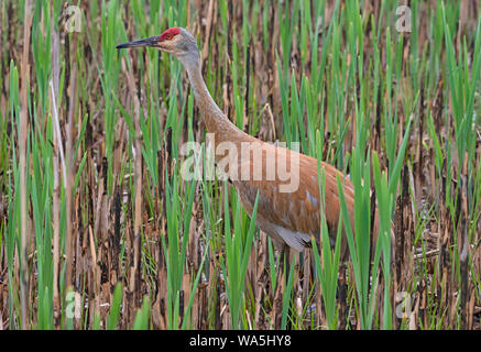 Sandhill Crane (Grus canadensis), Cattail Marsh, E Nordamerika, durch Überspringen Moody/Dembinsky Foto Assoc Stockfoto