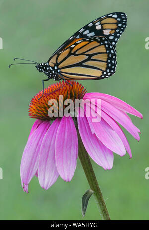 Nach Monarchfalter (danaus Plexippus) auf Sonnenhut (Echinacea purpurea), im Osten der USA, durch Überspringen Moody/Dembinsky Foto Assoc Stockfoto