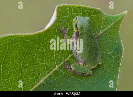 Gemeinsame grauer Laubfrosch (Hyla versicolor) ruht auf gemeinsamen Seidenpflanze (Asclepias syriaca), im Osten der USA, durch Überspringen Moody/Dembinsky Foto Assoc Stockfoto