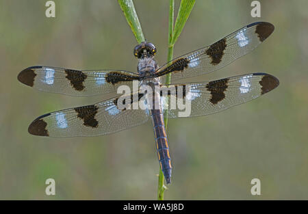 12-spotted Skimmer (Libellula pulchella), männlich, östlichen Nordamerika, durch Überspringen Moody/Dembinsky Foto Assoc Stockfoto