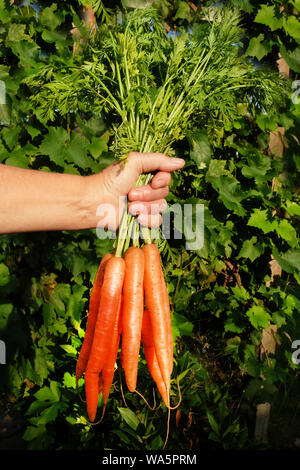 Ein älterer womans Hand ein Bündel frisch gepflückte Bio Karotten mit grünem Laub im Hintergrund Stockfoto