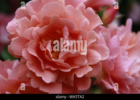 Rosa Rose Stockfoto