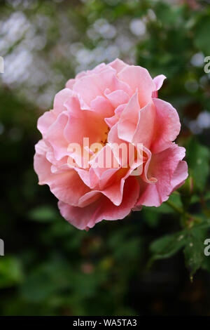 Rosa Rose Stockfoto