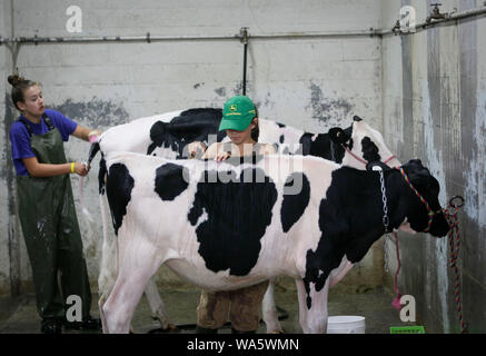 Vancouver, Kanada. 17 Aug, 2019. Aussteller reinigen Sie ihre Kühe während der landwirtschaftliche Messe bei Pacific National Exhibition in Vancouver, Kanada, August 17, 2019. Die landwirtschaftliche Messe bei Pacific National Exhibition präsentiert eine große Auswahl an landwirtschaftlichen Nutztieren und Aktivitäten für die Öffentlichkeit zu erleben und etwas über die Landwirtschaft in Kanada lernen. Credit: Liang Sen/Xinhua Stockfoto