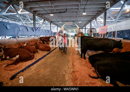 Vancouver, Kanada. 17 Aug, 2019. Leute schauen auf die Kühe während der landwirtschaftliche Messe bei Pacific National Exhibition in Vancouver, Kanada, Aug 17, 2019 angezeigt. Die landwirtschaftliche Messe bei Pacific National Exhibition präsentiert eine große Auswahl an landwirtschaftlichen Nutztieren und Aktivitäten für die Öffentlichkeit zu erleben und etwas über die Landwirtschaft in Kanada lernen. Credit: Liang Sen/Xinhua Stockfoto
