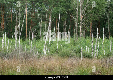 Birken in Feuchtgebieten auf Sommer Tag, Polen, Europa Stockfoto