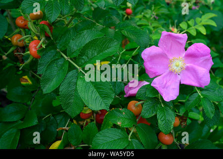 Blüte Bush von Hagebutten mit Obst und Blumen, British Columbia, Kanada Stockfoto