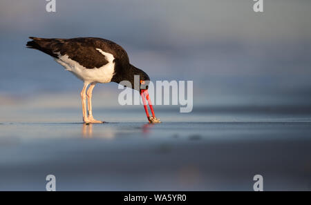 Amerikanischer Austernfischer Stockfoto