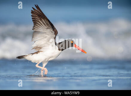 Amerikanischer Austernfischer Stockfoto