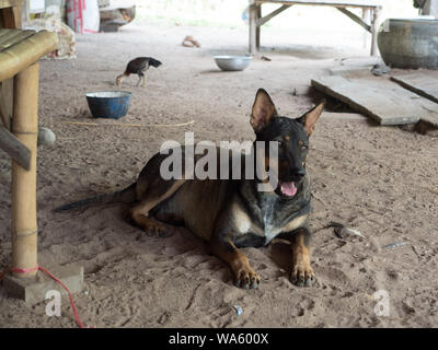 Ein Hund legte sich auf den Boden Stockfoto