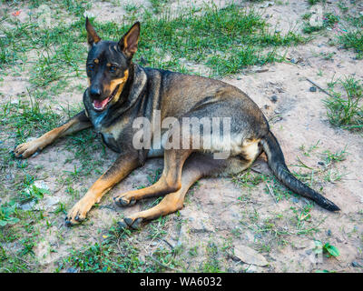 Ein Hund legte sich auf den Boden Stockfoto