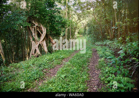 Wilde Natur Park mit unbefestigten Straße an einem sonnigen Tag Hintergrund Stockfoto