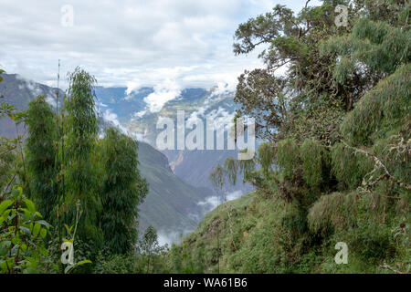 Bamboo Green Vordach in high-altitude Dschungel an der peruanischen Anden mit Cloud-bedeckte Berge, zwischen Maizal und Puno, Peru Stockfoto