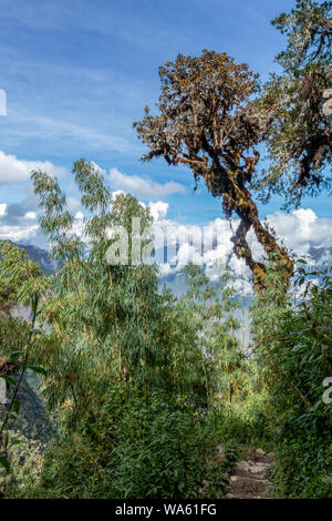 Bamboo Green Vordach in high-altitude Dschungel an der peruanischen Anden mit Cloud-bedeckte Berge, zwischen Maizal und Puno, Peru Stockfoto