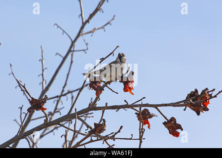 Freche italienische Sparrow oder haussperling Passer domesticus oder italae manchmal genannt cisalpine Sparrow hocken in einem persimone Baum im Frühjahr Stockfoto