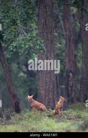 Ein paar Dhole am Nagarhole Nationalpark, Indien Stockfoto