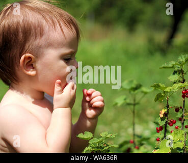 Ein kleines weißes Kind steht in der Nähe von Bush von Johannisbeere und ernährt sich von Beeren. Stockfoto