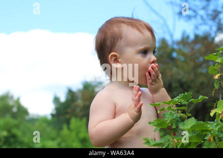 Ein kleines weißes Kind steht in der Nähe von Bush von Johannisbeere und ernährt sich von Beeren. Stockfoto