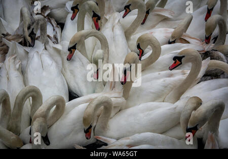 Eine Schar von Schwänen Stockfoto