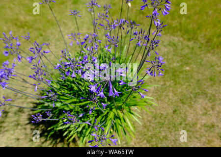 Eine vergossene Agapanthus während der Höhe eines englischen Sommer in voller Blüte. Stockfoto