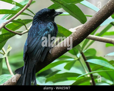 Nahaufnahme einer größeren Racket-tailed Drongo in Bali. Stockfoto