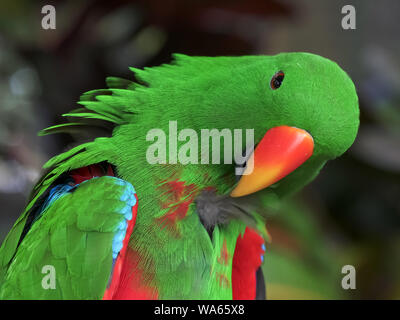 Nahaufnahme eines grünen Männchen eclectus Parrot seine Federn putzen Stockfoto