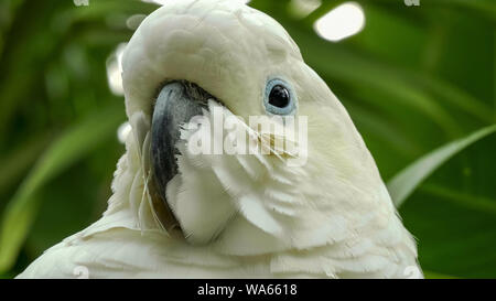 Extreme Nahaufnahme von einem Schwefelgehalt crested Cockatoo Stockfoto
