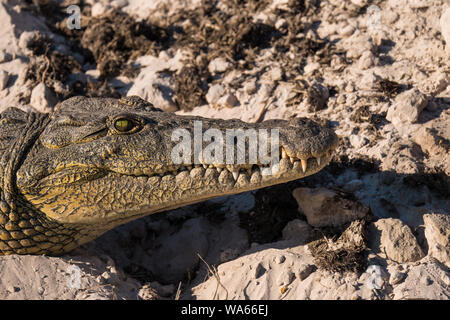 Nil Krokodil Kopf mit geschlossenem Mund Schließen in Chobe National Park, Botswana Stockfoto