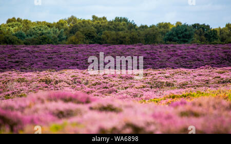 Die lila Heidekraut auf Dunwich Heath Suffolk UK Stockfoto