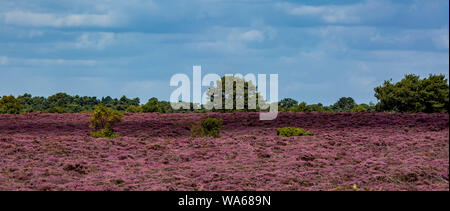 Die lila Heidekraut auf Dunwich Heath Suffolk UK Stockfoto