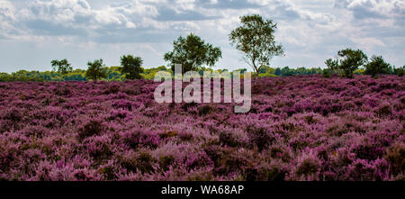 Die lila Heidekraut auf Dunwich Heath Suffolk UK Stockfoto