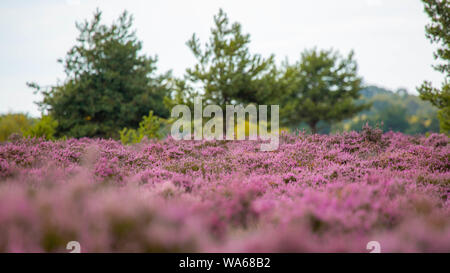 Die lila Heidekraut auf Dunwich Heath Suffolk UK Stockfoto